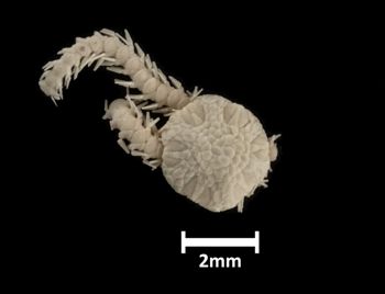 Media type: image;   Invertebrate Zoology OPH-1184 Description: Top of brittle star with a view of the disc.;  Aspect: dorsal
